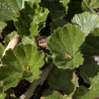 Baby gunnera